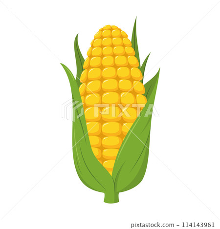 Vector illustration of a funny corncob in cartoon style. 114143961
