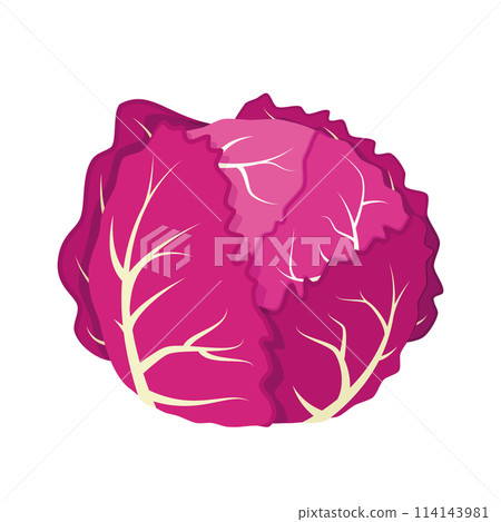 Vector illustration of a funny purple cabbage in cartoon style. Vector illustration of a funny purple cabbage in cartoon style. 114143981