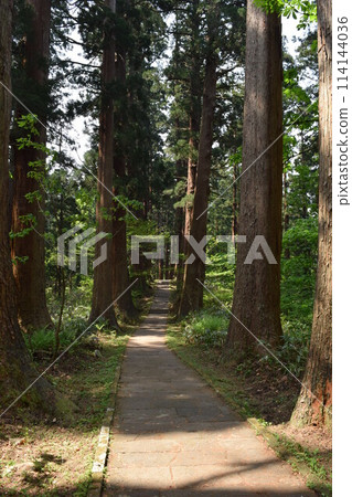 Haguroyama的雪松樹 114144036