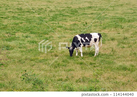 Cows grazing on the ranch 114144040