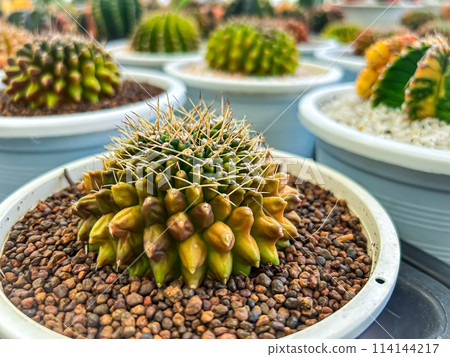 Beautiful cactus in flowerpot 114144217