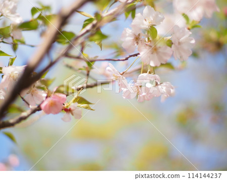 Pale pink cherry blossoms 114144237