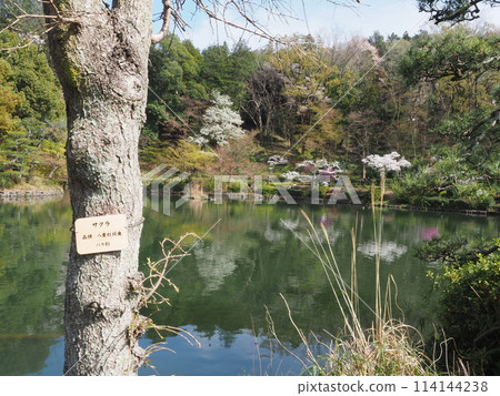 Yakushiike Park during cherry blossom season 114144238