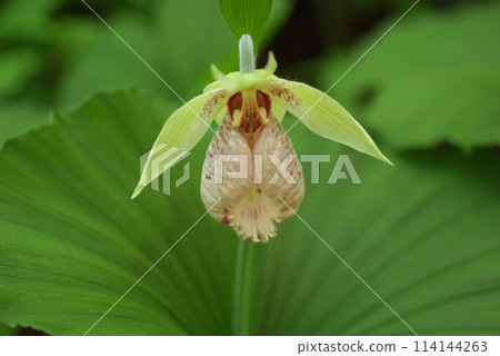 Close-up of a single Japanese laurel flower Close-up of a single Japanese laurel flower 114144263
