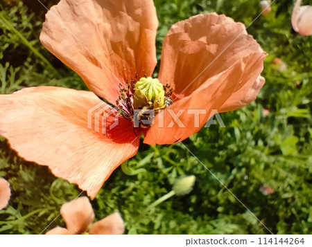 Nagami Hinagi 1 114144264