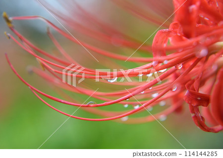 Higanbana flowers wet in the rain 114144285