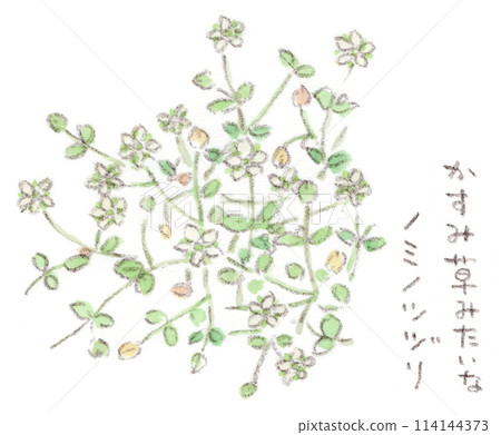 春天植物、路邊小花和辣椒的水彩插圖 114144373