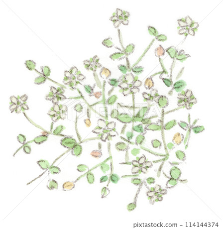 春天植物、路邊小花和辣椒的水彩插圖 114144374