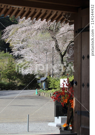 Taiheiji Temple is famous for its spectacular weeping cherry blossoms that bloom in spring. Taiheiji Temple is famous for its spectacular weeping cherry blossoms that bloom in spring. 114144432