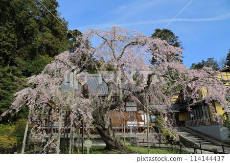 太平寺以春天綻放的壯觀垂枝櫻花而聞名。 114144437