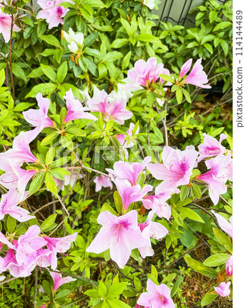 春天的花壇 114144489