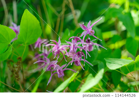 Epimedium petals 114144526