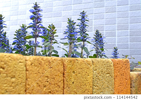 Ajuga reptans in full bloom SDGs Residential gardening image Ajuga reptans in full bloom SDGs Residential gardening image 114144542