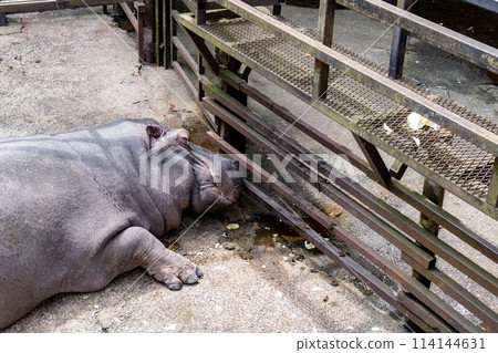 Hippopotamus Hippopotamus 114144631