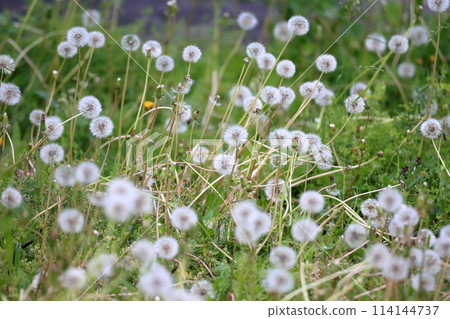 蒲公英絨毛 114144737