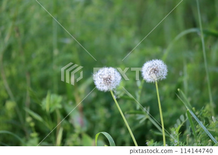 Dandelion fluff Dandelion fluff 114144740