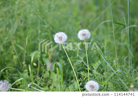 Dandelion fluff Dandelion fluff 114144741