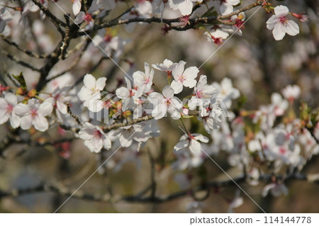 櫻花盛開 114144778