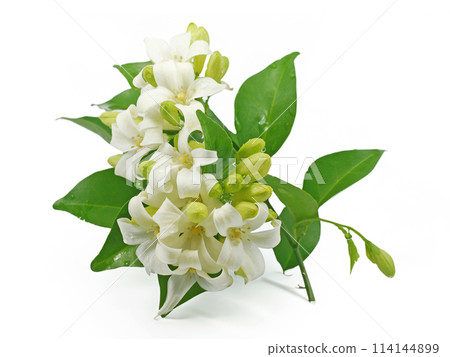 Beatiful orange jasmin flower isolated on empty background 114144899