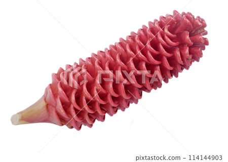 Zingiber Zerumbet flower isolated on white background 114144903