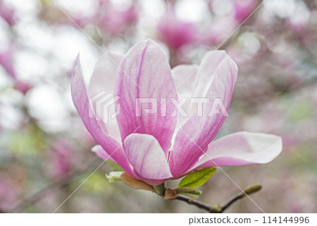 Magnolia liliiflora Magnolia liliiflora 114144996
