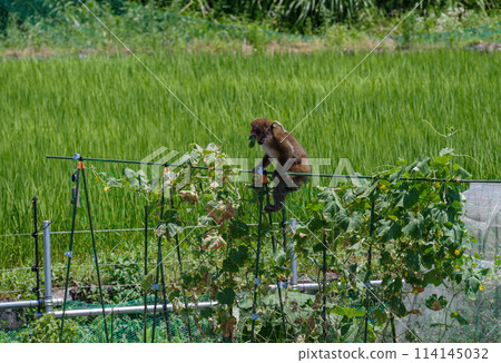 Japanese macaque eating crops in the field Japanese macaque eating crops in the field 114145032
