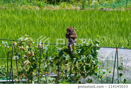 Japanese macaque eating crops in the field Japanese macaque eating crops in the field 114145033