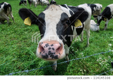 荷蘭乳牛在農場吃草 114145108