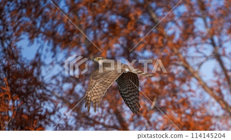 A young Goshawk flying leisurely against the background of the yellow leaves of Metasequoia. 114145204