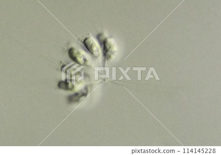 Flagellate Kodoshiga 114145228