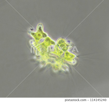Flagellate Kodoshiga 114145240
