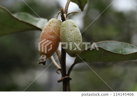 天然植物Marubagumi,又稱「Obubugomi」。春季成熟的果實覆蓋著白色鱗片,呈現淡粉紅色。 天然植物Marubagumi,又稱「Obubugomi」。春季成熟的果實覆蓋著白色鱗片,呈現淡粉紅色。 114145406