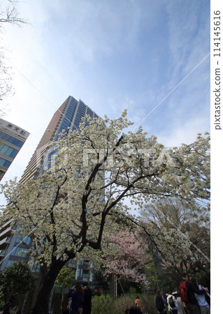 Scenery of cherry blossoms in full bloom in a park in spring Scenery of cherry blossoms in full bloom in a park in spring 114145616