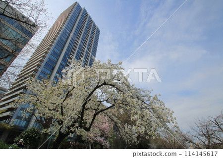 Scenery of cherry blossoms in full bloom in a park in spring Scenery of cherry blossoms in full bloom in a park in spring 114145617