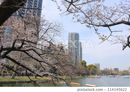Scenery of cherry blossoms in full bloom in a park in spring Scenery of cherry blossoms in full bloom in a park in spring 114145622