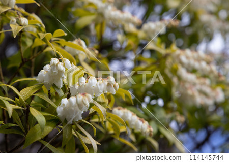 白色Aseb花 白色Aseb花 114145744