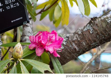 A single red camellia blooming on a tree trunk 114145748