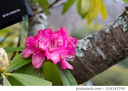 A single pink camellia flower blooming on a tree trunk A single pink camellia flower blooming on a tree trunk 114145749