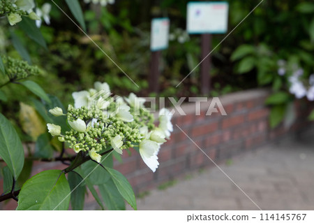 白色繡球花 114145767