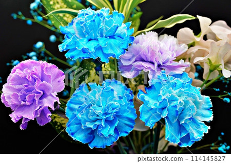 A gorgeous and beautiful bouquet of carnations that stands out against a black background A gorgeous and beautiful bouquet of carnations that stands out against a black background 114145827