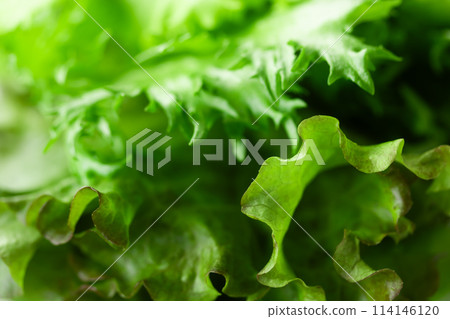 葉生菜 葉生菜 114146120