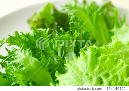 葉生菜 葉生菜 114146121