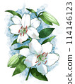White lily flower 114146123