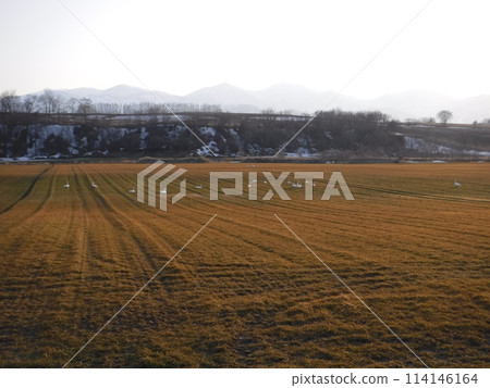 十勝平原的清晨 114146164