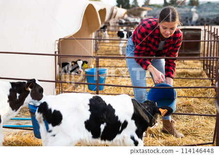 Positive young woman farmer petting and feeding calves during the day on ranch. Cattle breeding, taking care of animals, dairy and meat production concept 114146448
