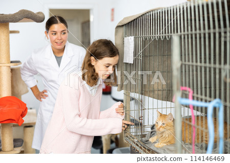Caring tween girl looking at red cat in cage in animal shelter Caring tween girl looking at red cat in cage in animal shelter 114146469