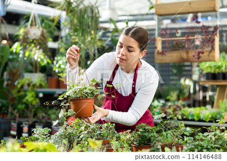 in flower shop, girl worker examines pots with ivy bushes 114146488