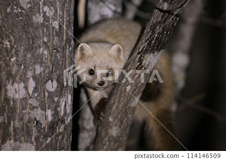 Ezosable ①（北海道） 114146509