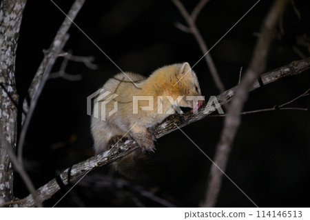 Ezosable ④（北海道） 114146513