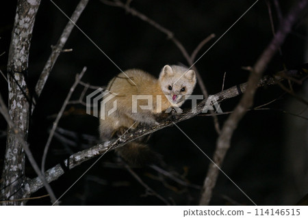 Ezosable ⑥（北海道） 114146515